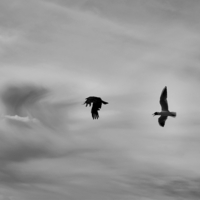 Птичьи разборки