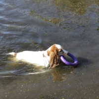 Агрессивная жевательная игрушка