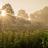 Доброе утро
