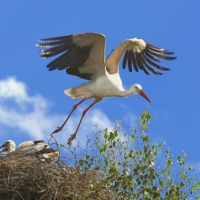 Полетел в супермаркет