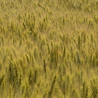 "Ветреная"  рожь.