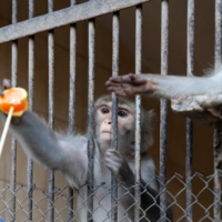 Мартышкин труд