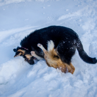 Клубок играющих