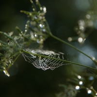 Утренние хрусталики