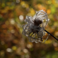 Путанный клубок