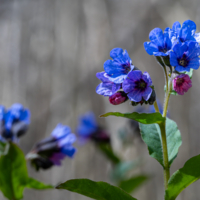 цветочный блюр