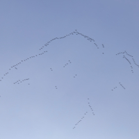 Снова птицы в стаи собираются