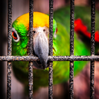 Желание свободы