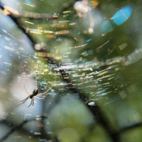 Весёлый паучок