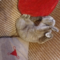 Клубок с колючками