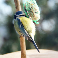 приклевался