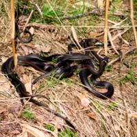 Клубок змей.