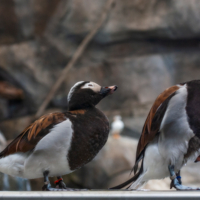 обручальные кольца