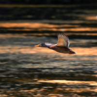 А утка уже летит высоко, я ей помашу рукой