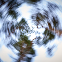 Вальс сосен