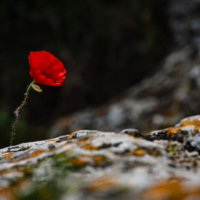 И на камнях растут цветы.