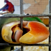 Свободу попугаям!