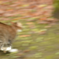 Тыг-дык motion blur