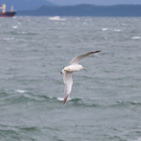 Над волнами