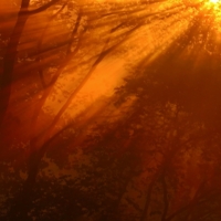 Сквозь листву