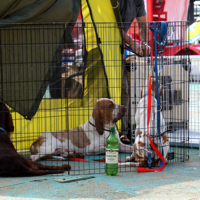 Клетка ожидания