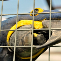 Выпустите меня!!!