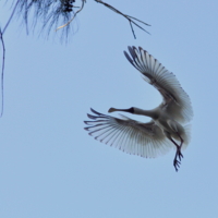 Я вернулся!