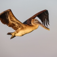 Пеликан однако