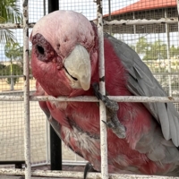 Слушай сюда!