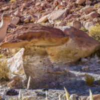 Подберёзовик