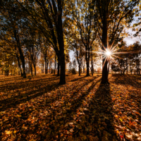 Осенний свет