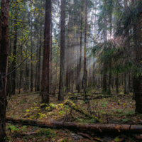 В заповедном лесу