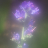 В пастельных тонах