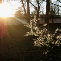 Вишня под лучами