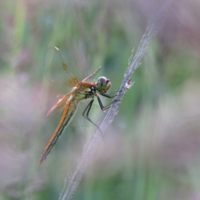 Сиреневый туман