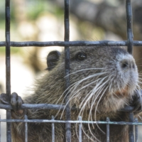 Всё осилю, дай мне волю!