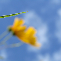 Солнечный цветок