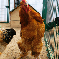 Главный в клетке