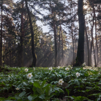 Весеннее утро