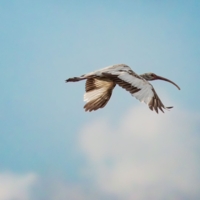 Молодой ибис