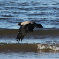 Ворон-охотник