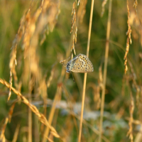Пол золотым дождём