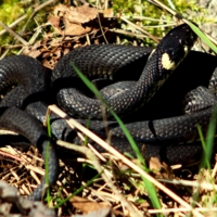 Уж, свернувшийся в клубок.