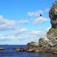 Баклан, пикирующий со скалы