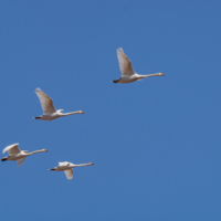 Лебеди летят...