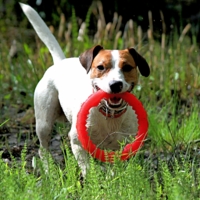 Любимая игрушка