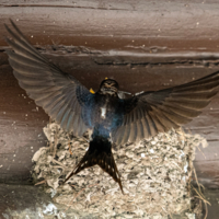 Несанкционированная съёмка птенцов запрещена