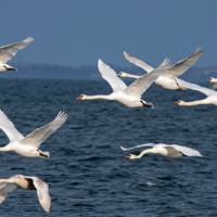 Эскадрилья "Лебедь"