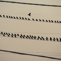 А одна маленькая птичка...