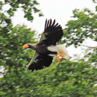 Тихоокеанский орлан или орлан-белохвост 2.